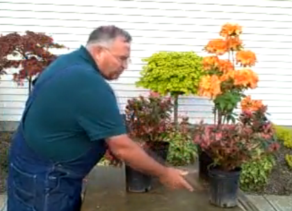 Pruning Azalea Bushes Find out the secrets about pruning your azalea bushes and what NOT to do!