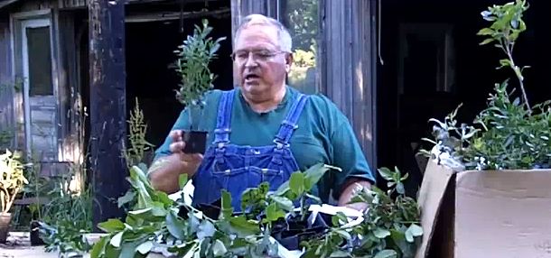 The Amazing Multiplication Effect & How To Heal In Your Plants