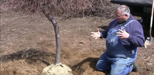 How To Plant A Ball and Burlap Dug Tree