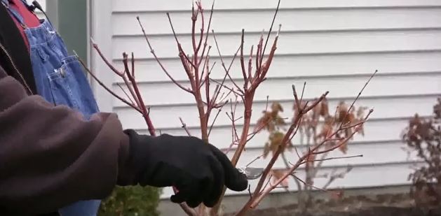 Pruning Japanese Maples