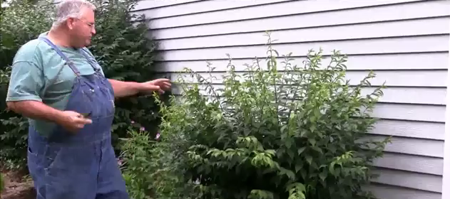 Trim Your Bushes WAY Back… Part 2 Get My Backyard Growing System Right Now! It’s only $37.00!