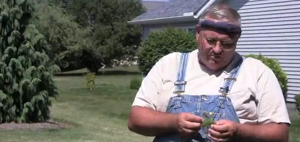 How To Get Rid of Japanese Beetles