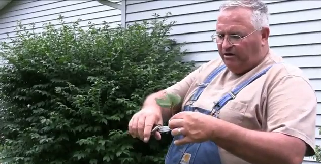 A Simple Way To Root Plants From Cuttings Get My Backyard Growing System Right Now! It’s only $37.00!