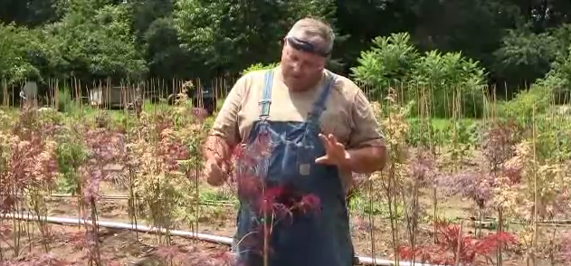 Suckers On Grafted Plants! Get My Backyard Growing System Right Now! It’s only $37.00!