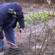 How To Trim Forsythia Get My Backyard Growing System Right Now! It’s only $37.00! The above photo is one of the Forsythia that I trimmed in this video that we shot at the...