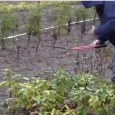 Pruning Rhododendrons Get My Backyard Growing System Right Now! It’s only $37.00!