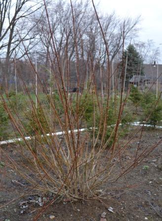Lynnwood Gold Forsythia