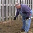 Pruning Rose of Sharon My Backyard Growing System is only $37! Click Here To Grab A Copy!