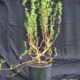 Golden Curls Willow Golden Curls Willow, Salix matsudana tortuosa The Golden Curls Willow, also called Corkscrew Willow by some, is a fun and interesting tree with an elegant and graceful appearance. This...