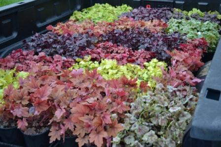 Huechera-Coral Bells Assorted Huechera-Coral Bells Assorted