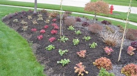 Heuchera-Coral Bells Heuchera-Coral Bells