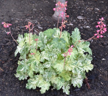 Heuchera Snow Angel, Coral Bells.