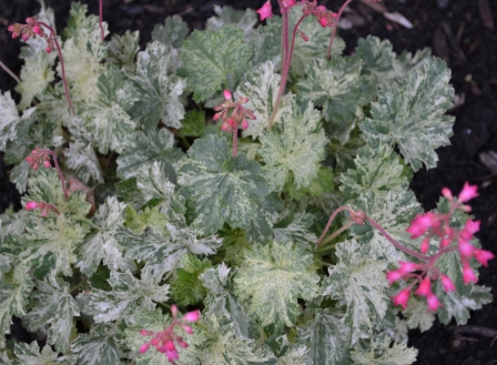 Snow Angel Coral Bells.