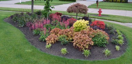 Coral Bells, Heuchera in a Mass Planting.
