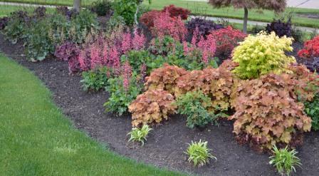 Heuchera in a mass planting.