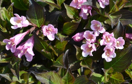 Java Red Weigela