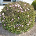 Java Red Weigela Weigela florida ‘Java Red” Wanted! People who would like to make money at home growing and selling small plants like this. Click here for the amazing story. Friends, I’ve been...
