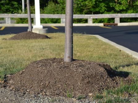 Volcano Mulching Volcano Mulching