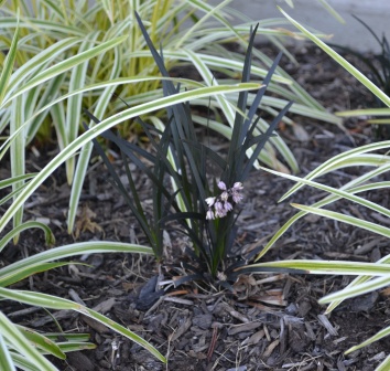 Black Mondo Grass