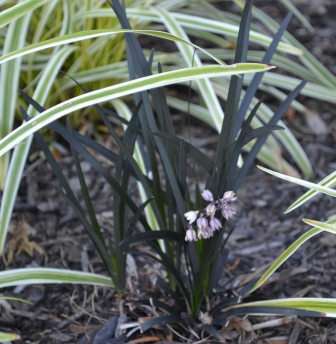 Black Mondo Grass