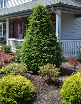 Canadian Hemlock