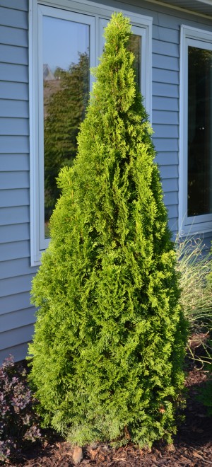 Emerald Green Arbovitae