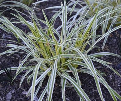 Variegated Liriope