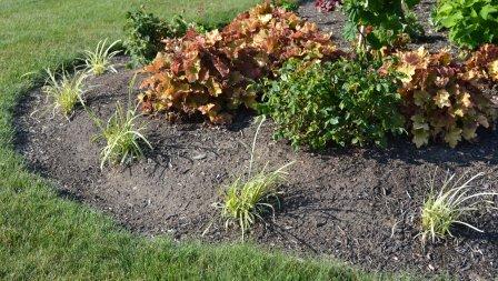 Variegated Liriope used as a border plant.