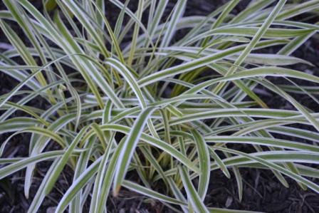 Variegated Liriope
