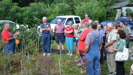 Learning how to train Harry Lauder's Walking Stick into a single stem tree.