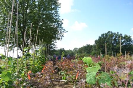 Mike McGroarty's Plant Farm