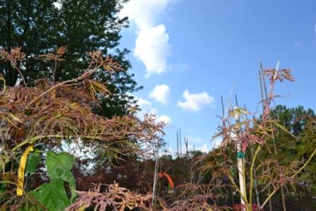 Mike's Plant Farm
