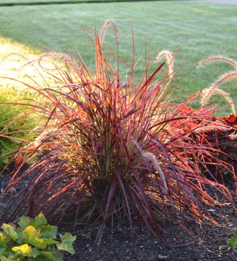'Fireworks' Fountain Grass