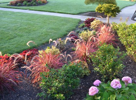 'Fireworks' Fountain Grass