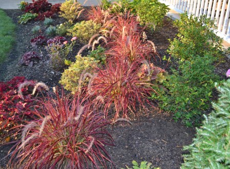 'Fireworks' Fountain Grass