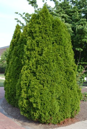 Techny Arborvitae Techny Arborvitae