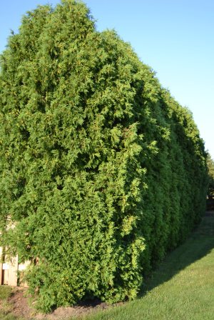 Techny Arborvitae Techny Arborvitae