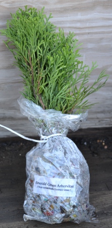 Emerald Green Arborvitae Rooted Cuttings 10 in a bundle. Emerald Green Arborvitae Rooted Cuttings 10 in a bundle.