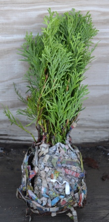 Rooted Cuttings wrapped in wet newspaper for shipping. Rooted Cuttings wrapped in wet newspaper for shipping.