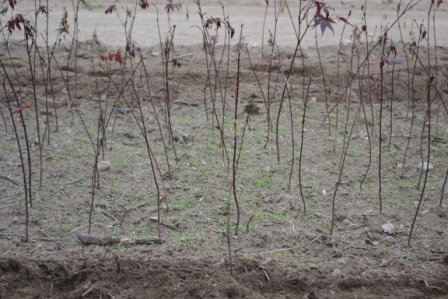 Japanese Red Maple Seedlings Japanese Red Maple Seedlings