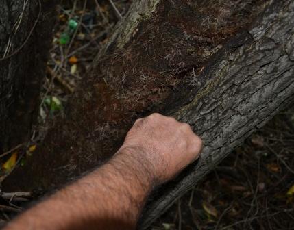 Huge Poison Ivy Vine!