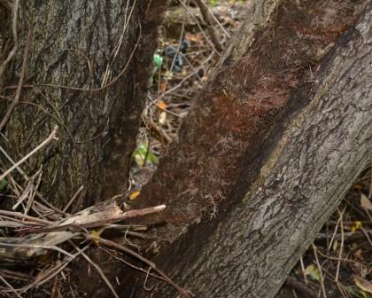 Huge Poison Ivy Vine!