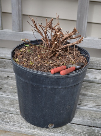 Cutting back Potentilla Cutting back Potentilla