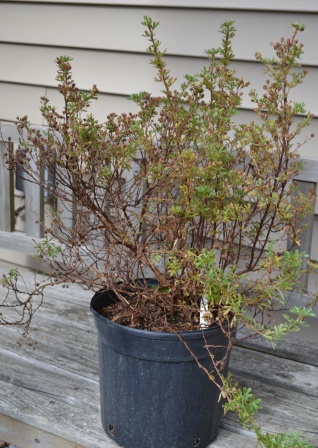 Pruning Unruly Potentilla Pruning Unruly Potentilla