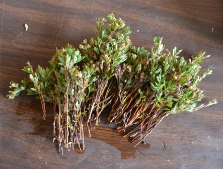 Propagating Potentilla from Cuttings Propagating Potentilla from Cuttings