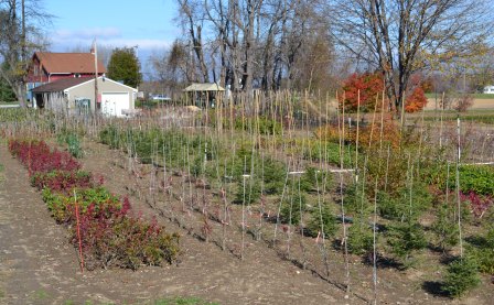Mike's Backyard Nursery Mike's Backyard Nursery